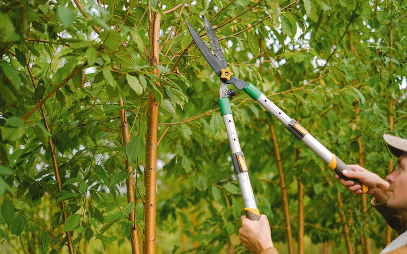 Tree trimming in Beldenville, WI